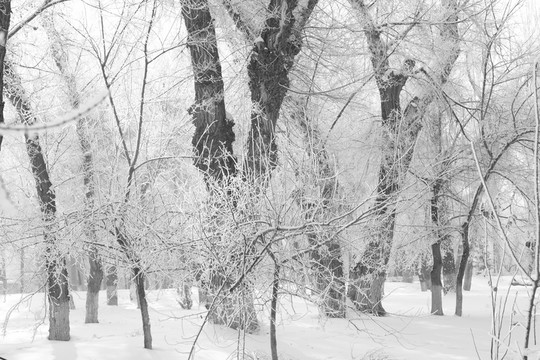雪韻
