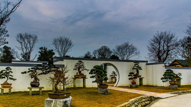 盆景