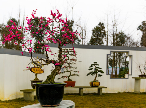 盆景