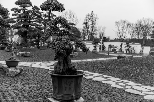 盆景