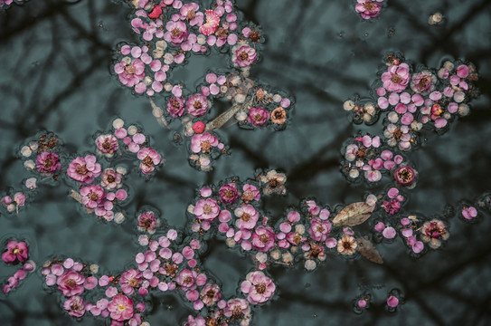 殘花01