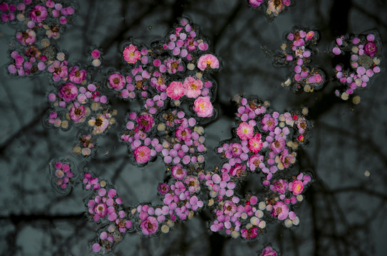 殘花