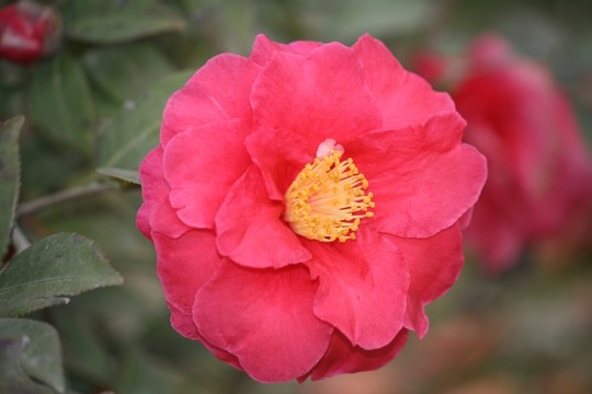 茶花