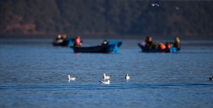 瀘枯湖 人與鳥