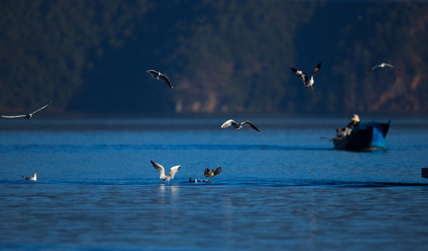 瀘枯湖 人與鳥