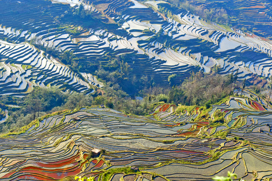 元陽梯田