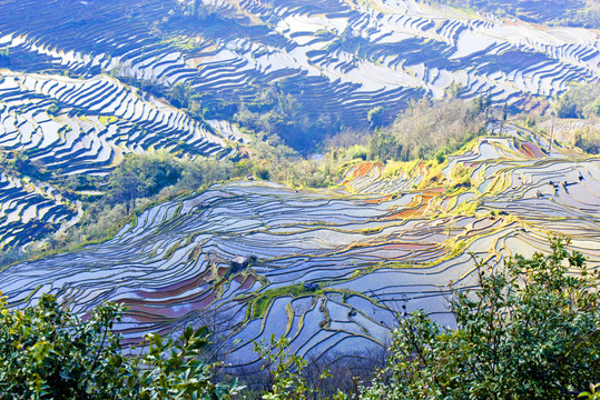 元陽梯田