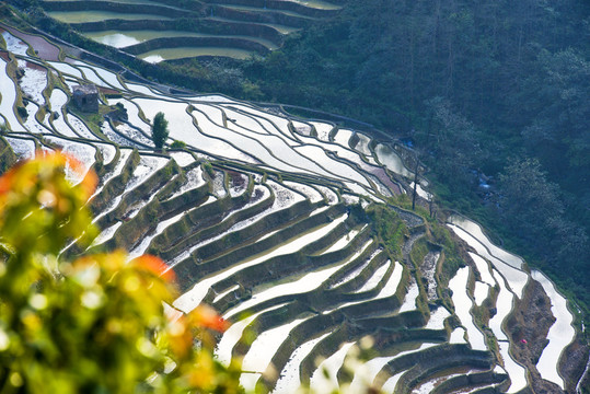 元陽梯田