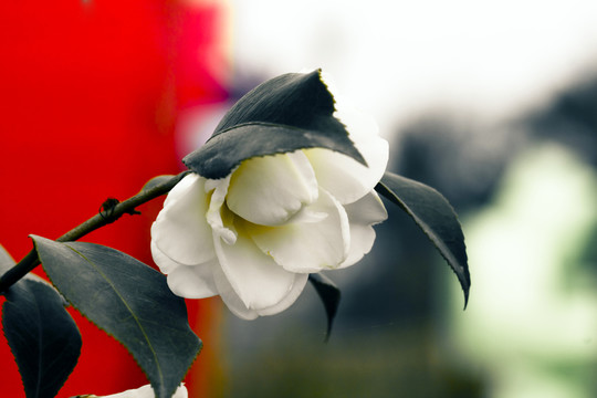 茶花