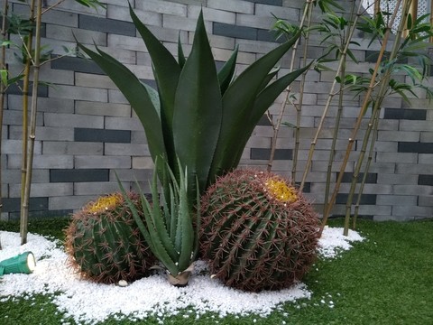 仙人球