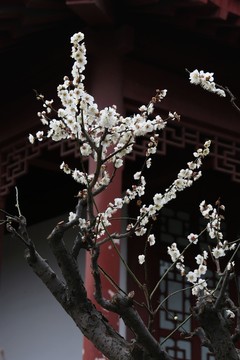 梅花