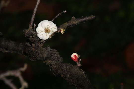 龍游梅