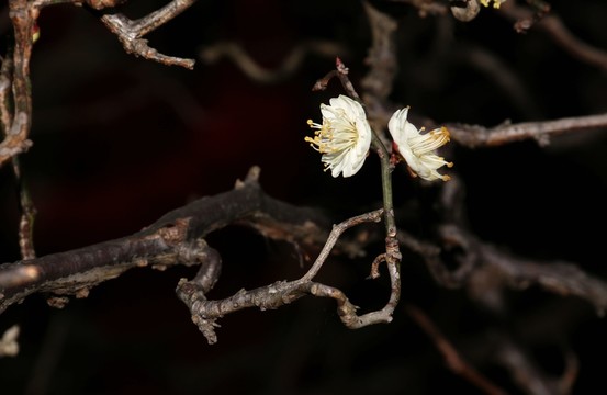 龍游梅