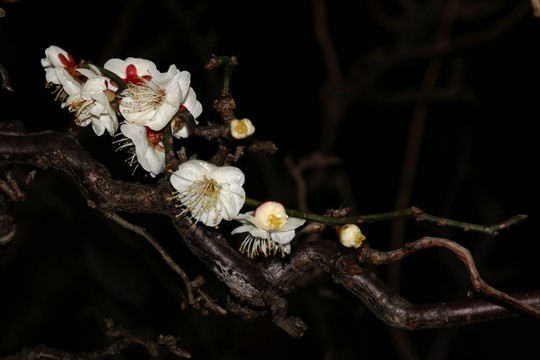 龍游梅