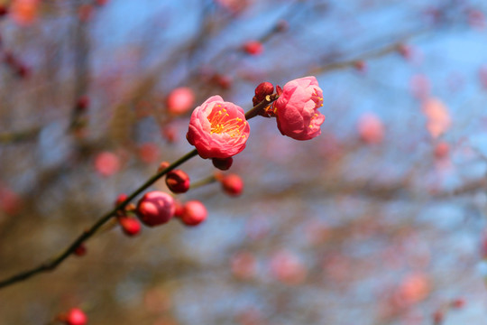 一枝梅花