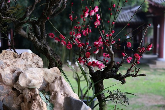 梅花