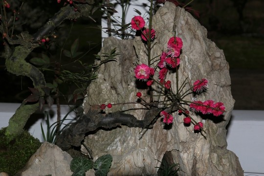 梅花