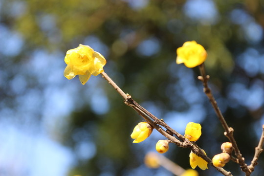 臘梅花
