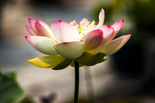 荷花