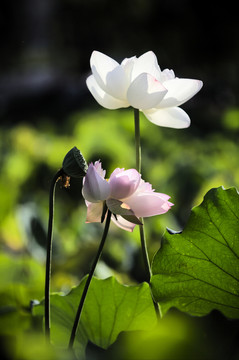 荷花