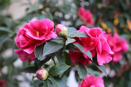 茶花