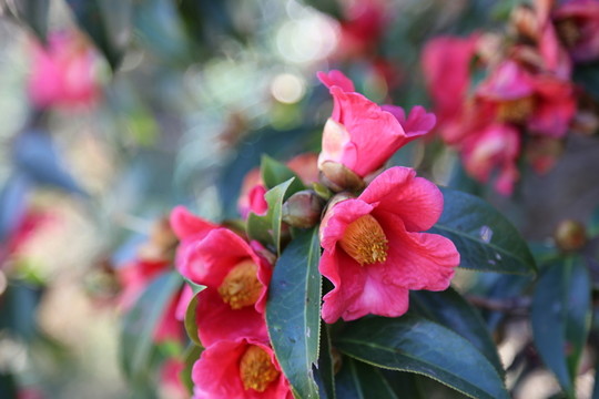 油茶花