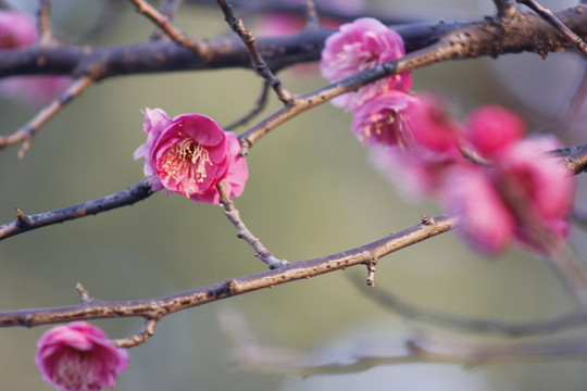 紅梅花兒開