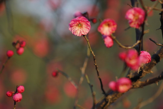 紅梅花兒開