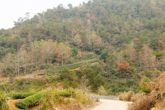 長(zhǎng)龍的山