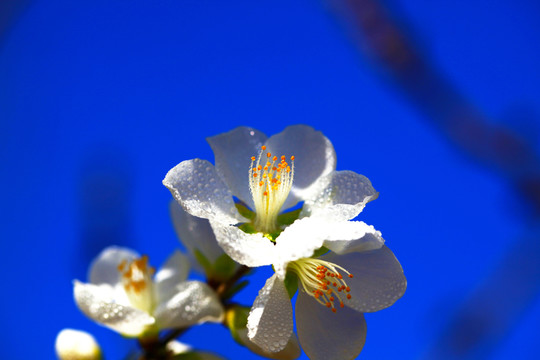 梅花