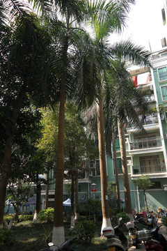 大皇椰樹