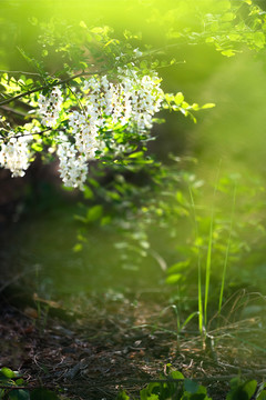 槐花