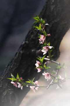 桃花枝頭