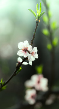 桃花枝頭