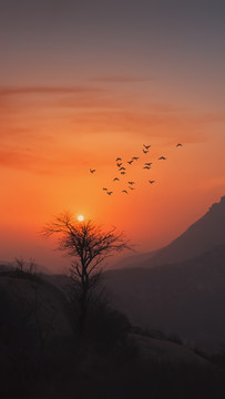 飛鳥(niǎo)樹(shù)夕陽(yáng)