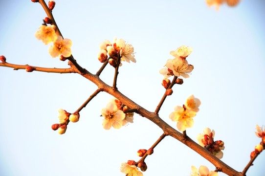 桃花 鮮花 春天