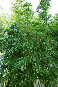 竹子 竹林 竹子圖片