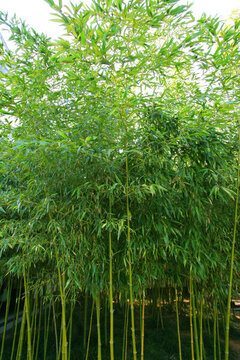 竹子 竹林 竹子圖片 毛竹
