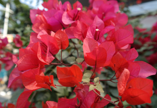 紅色杜鵑花