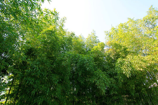 竹子 竹林 竹子圖片 毛竹 竹