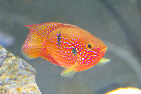 紅鉆石魚