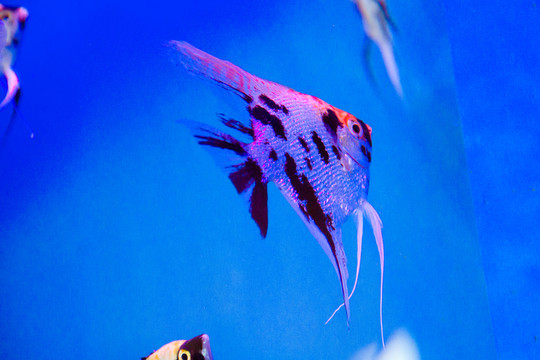 燕尾魚