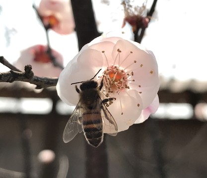 蜜蜂采蜜