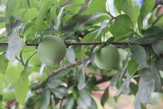 布林 李子