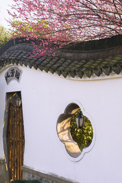 數(shù)枝紅梅探墻頭
