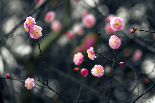 梅花