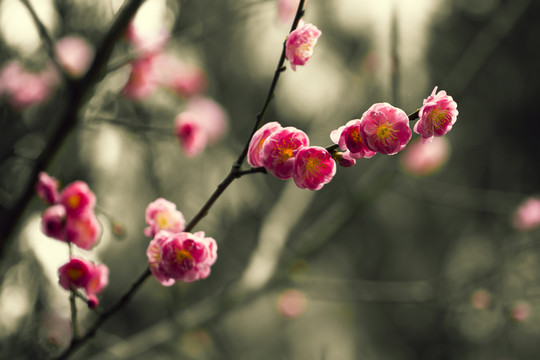 梅花