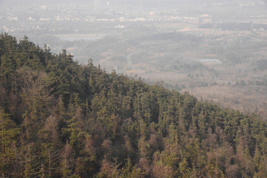 茂密山林