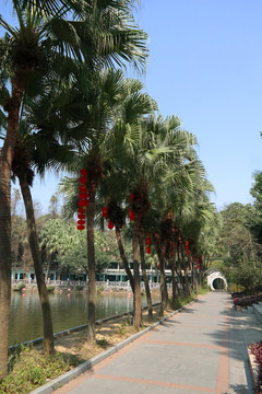 玉湖邊葵樹