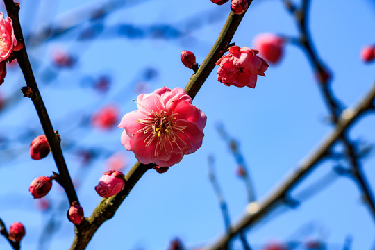梅枝梅花 梅樹 紅梅花